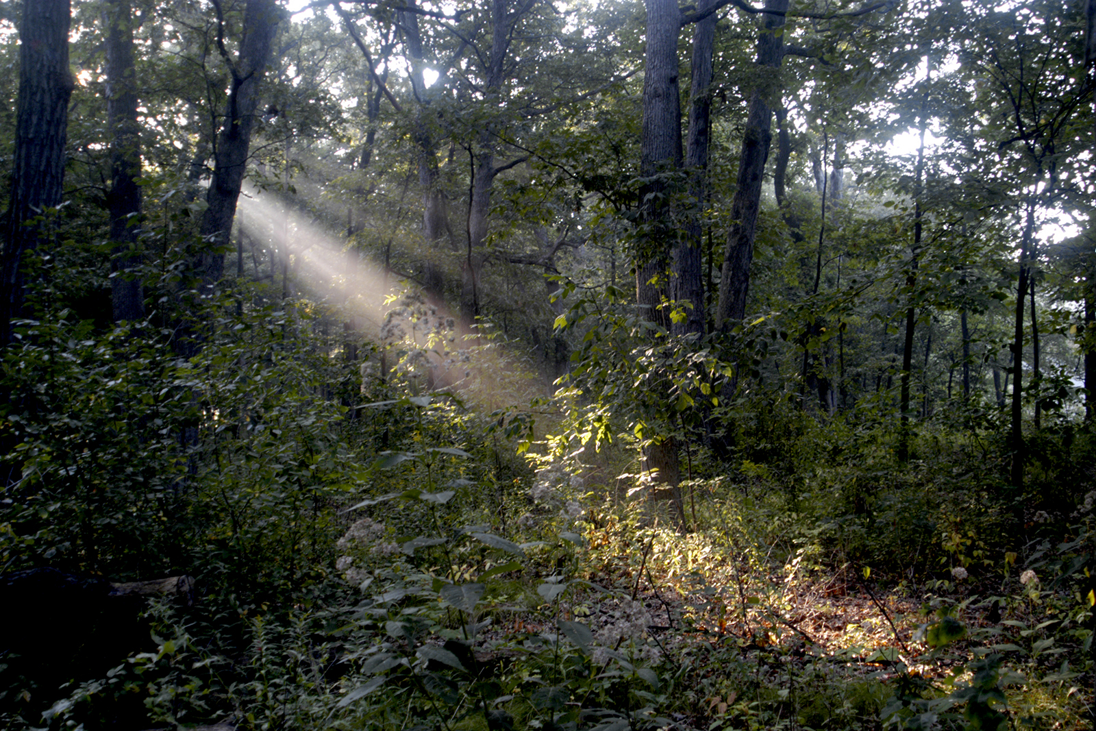 Seeking a Solitude of Self