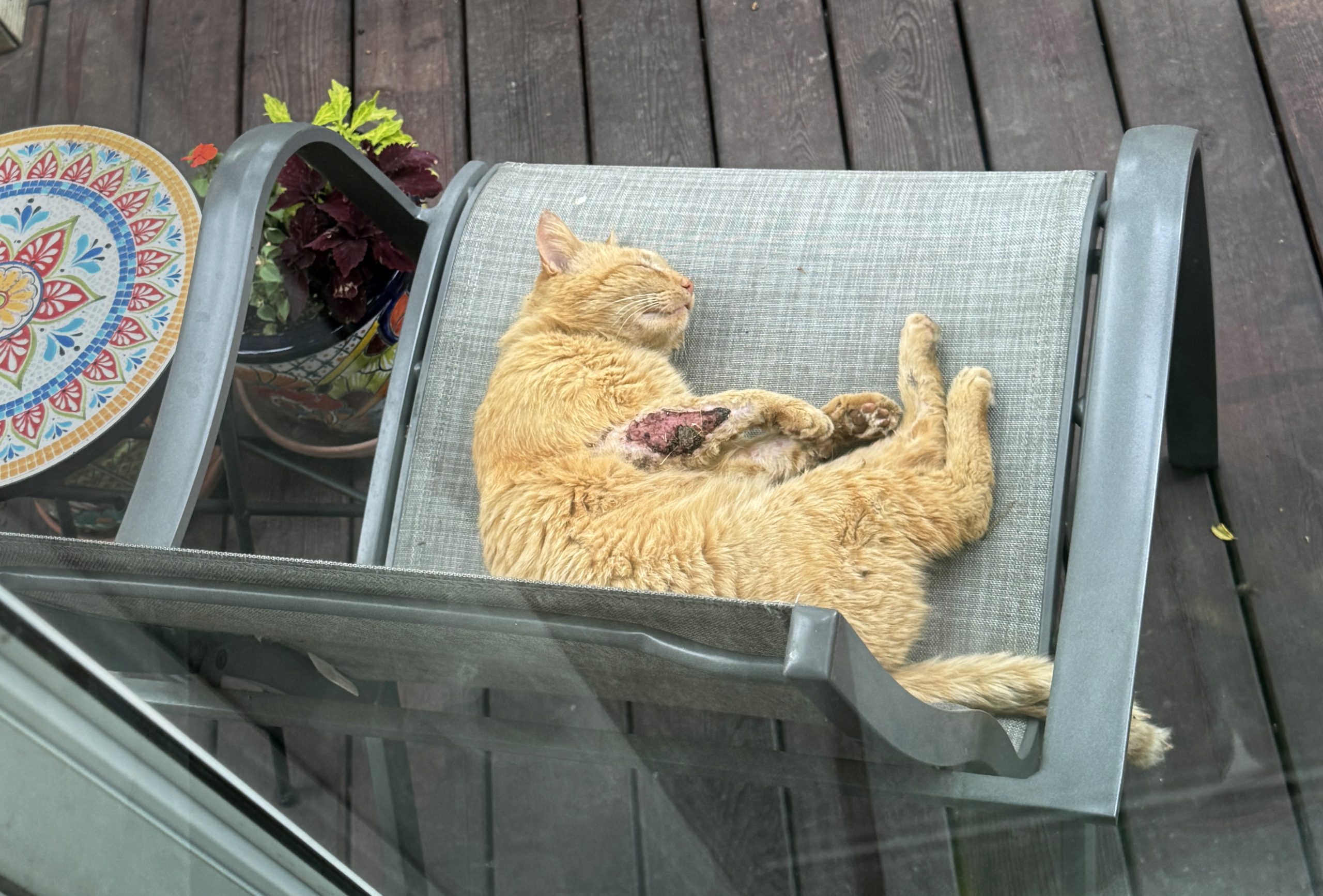 The Feral Cat